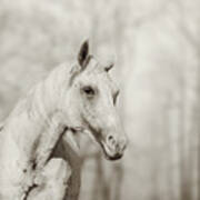 Lone White Wild Horse Ii Art Print