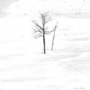 Lone Winter Tree Art Print
