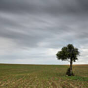 Lonely Olive Tree With Moving Clouds Art Print