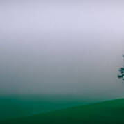 Lonely Tree In The Fog Art Print