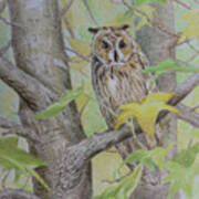 Long Eared Owl Art Print