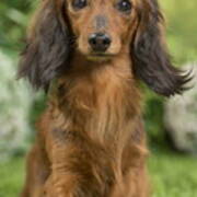 Long Haired Dachshund Dog Photograph by Mary Evans Picture Library - Pixels