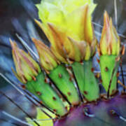 Long Spined Prickly Pear Cactus Art Print