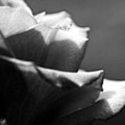 Long-stemmed Rose In Black And White Art Print