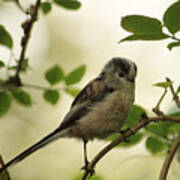 Long Tailed Tit Posing Art Print