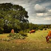 Longhorns Of Texas Art Print