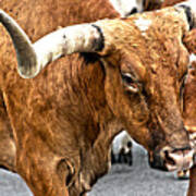 Longhorns Art Print