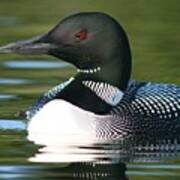 Loon Close Up Art Print