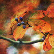 Lost Autumns Beauty 6570 Ldp_2 Art Print