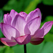 Lotus Beauty--buxom Beauty Ii Dl0090 Art Print
