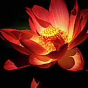Lotus Blossom Art Print