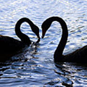 Love Birds On Swan Lake Art Print