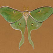 Luna Moth Art Print