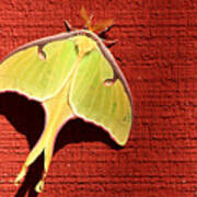 Luna Moth On Red Barn Art Print