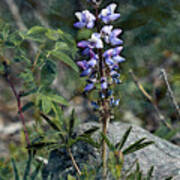 Lupine 2017 Art Print