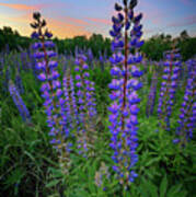 Lupine At Sunset Art Print