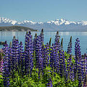 Lupines At Lake Tekapo Art Print