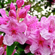 Lush Spring Of The Pink Rhododendrons. Art Print