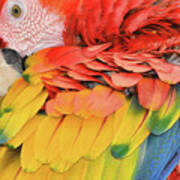 Macaw Parrot Art Print