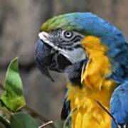 Macaw Portrait Art Print