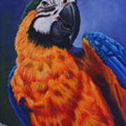 Macaw Art Print