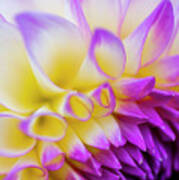 Macro Dahlia Art Print