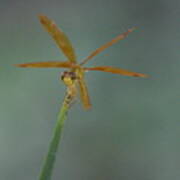 Macro Photography Front View Golden Amberwing Dragonfly - Front View Art Print