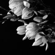 Magnolia Black And White Art Print