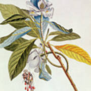 Magnolia Glauca Art Print