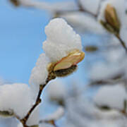 Magnolia In Snow I Art Print