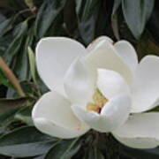 Magnolia Unfolding Art Print