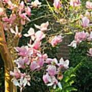 Magnolias And Sunshine Art Print