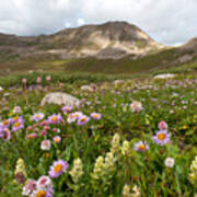 Majestic Colorado Alpine Meadow Art Print