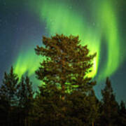 Majestic Tree Under The Northern Lights Karasjok Norway Art Print