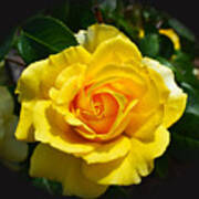 Make My Rose Yellow Please Art Print