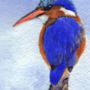 Malachite Kingfisher Art Print