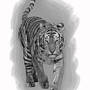 Malaysian Tiger Art Print