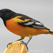 Male Baltimore Oriole Art Print