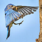 Male Bluebird Flying In Art Print