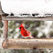 Male Cardinal Bird Print Art Print