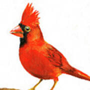 Male Cardinal Art Print