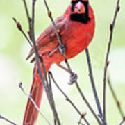 Male Cardinal Perched On Budding Stem Art Print