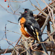 Male Eastern Towhee Art Print