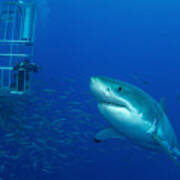 Male Great White Shark And Divers Art Print