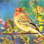 Male Housefinch With Colorful Leaves - Digital Paint 1 Art Print