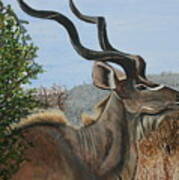 Male Kudu Antelope Art Print
