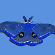 Male Moth Navy Blue .png Art Print