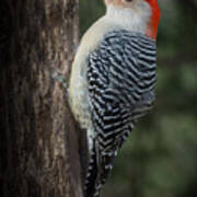 Male Red-bellied Woodpecker Art Print