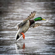 Mallard Landing Art Print