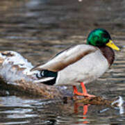 Mallard On A Log Art Print